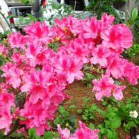 春だよ