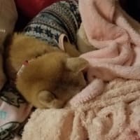 クリンへの想いは尽きなくて・・・309