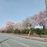 桜だらけ