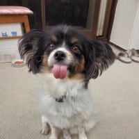 今日のココ