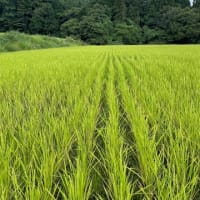 無農薬の米作りを体験してみませんか