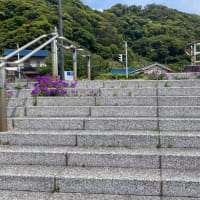 お花と猫社会