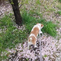 今日いち-2025年4月11日