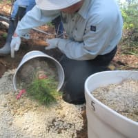 マツタケ菌、共生苗木の植栽事業を行う