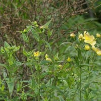 トモエソウです。