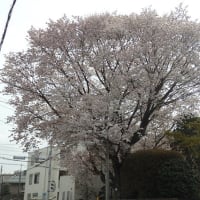 山桜嵐の後もまだ見ごろ／ヤオコー桜控えめに咲き（地方庁舎跡周辺）