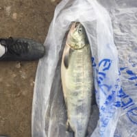 鮭釣り2017 4回目 5回目