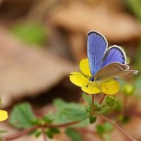 春の野の花