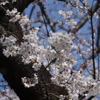 鶴ヶ島🌸桜まつりへ