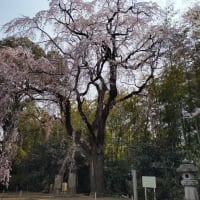 「これ以上薬に頼るのは止めた方が！」と薬局の方に言われてしまいました！
