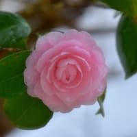 「冷たい雨に咲く」　いわき　高野花見山にて撮影！　ピンクの椿