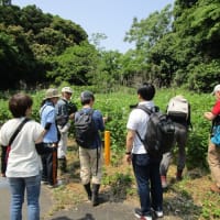 2024年度の九州大学伊都キャンパス生物多様性保全ゾーン見学会を開催