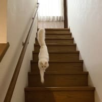 ヒメの1人で できるもん! 階段編。　トノは蹴りぐるみとまったり。　ふわっと枝豆味。