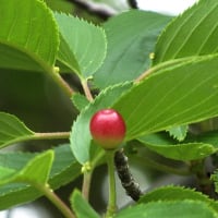 5月の花 3