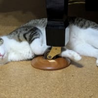 クリンへの想いは尽きなくて・・・291