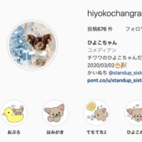 ドライフードと手作りごはん