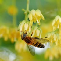 菩提樹