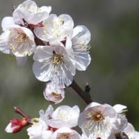 大仙公園（２０２５年３月１０日）