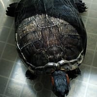 ミドリガメの円