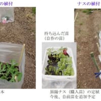 夏野菜苗の定植＿３（スイカ、他）　　－ 2024.4下 －