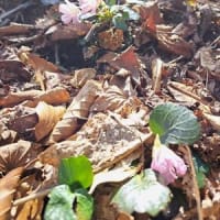 伯州山・霧ヶ原・ブナの谷頭・丸山　//　イワウチワの咲く尾根道から山頂へ