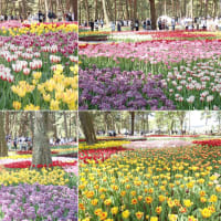 国営ひたち海浜公園２０２５♪　チューリップ編☆