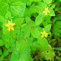 久々、野草の花見を楽しむ　～新発田市桜公園周辺～