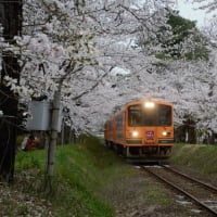 芦野公園の桜満開です🌸🌸🌸
