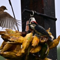 コスタリカ紀行　第2日目　ボカ タバーダ　宿舎　その３／オオホウカンチョウ　マミジロイカル　セグロオオタカ　ナツフウキンチョウなど 