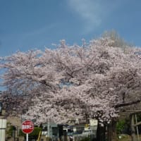 桜も終わり…今日はまた夏日…ヾ(;´▽｀A``　日の入りが遅くなった～♪