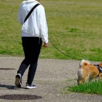鳥撮りと犬の散歩考