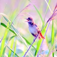 06/16探鳥記録写真：某池の鳥たち（オオヨシキリ、）