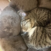それぞれ