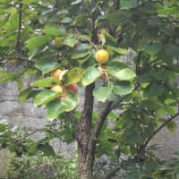 2021 9 30   早や9月が終わりました（彼岸花・芙容・柿）