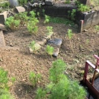 草マルチ経過