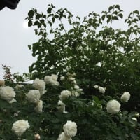 お久しぶりです。