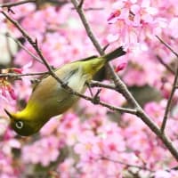 春の長雨と花と野鳥たち