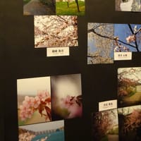 旧手宮線沿いのFreeLanceで行われている桜写真展を見に…