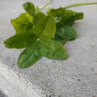 ブログ休止のお知らせ