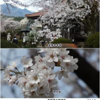 山高神代桜（日本三大桜）