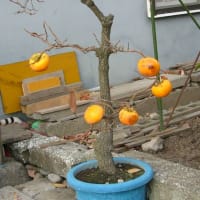 柿の鉢植え