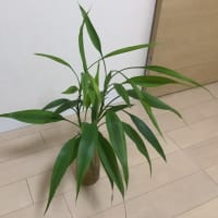 緑内障と鍼灸治療