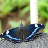 梅雨の晴れ間の虫撮り写ん歩