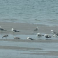 ウミネコの羽衣