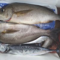 釣果