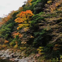 過去の写真～中国地方の紅葉　匹見峡　2