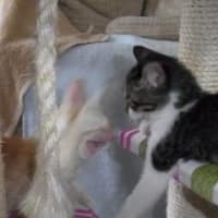 キャットタワーはぼくらのお城