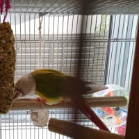 ウロコのがっちゃん　新しいおやつ②