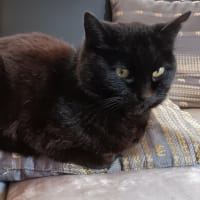 地域猫