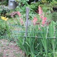花壇の主役「スカシユリ」終わりです。